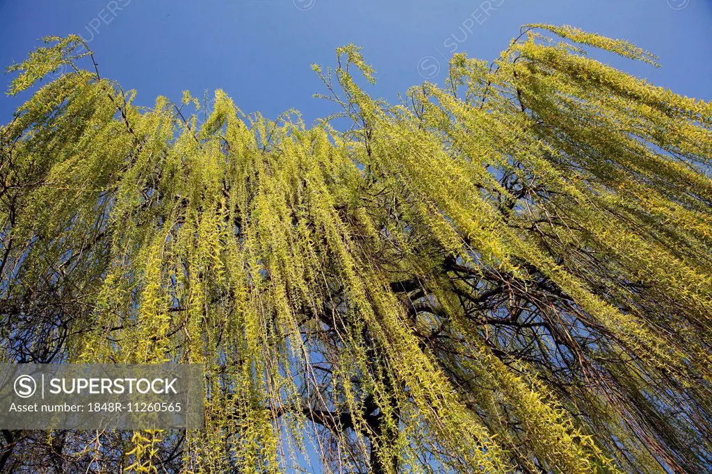 Weeping Willow (Salix babylonica), pendulous branchlets in spring, North Rhine-Westphalia, Germany