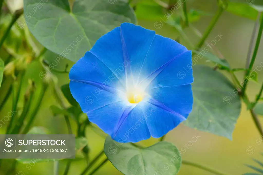 Heavenly Blue Morning Glory (Ipomoea tricolor), flowering, Thuringia, Germany