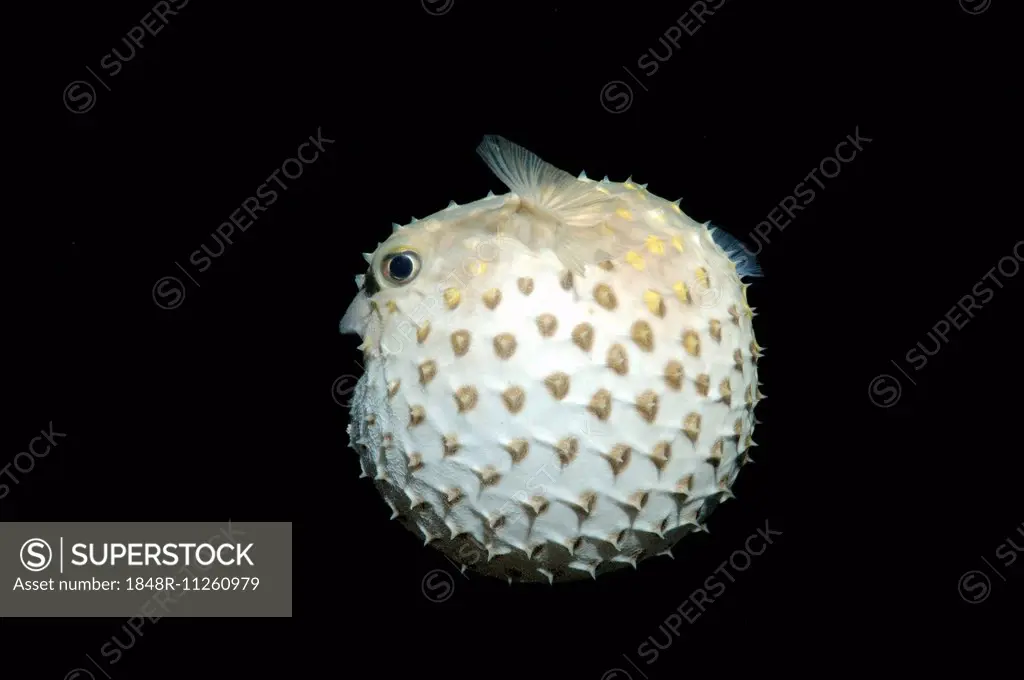 Spotbase Burrfish (Cyclichthys spilostylus), night diving, Red Sea, Egypt