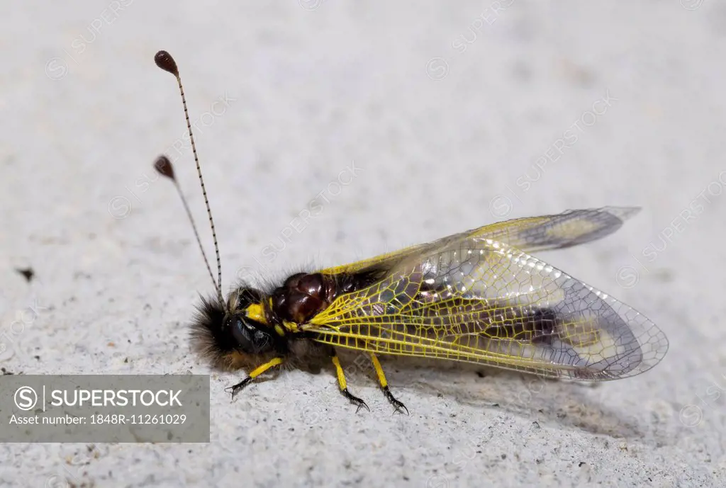Owlfly (Libelloides sp), Lycia, Turkey