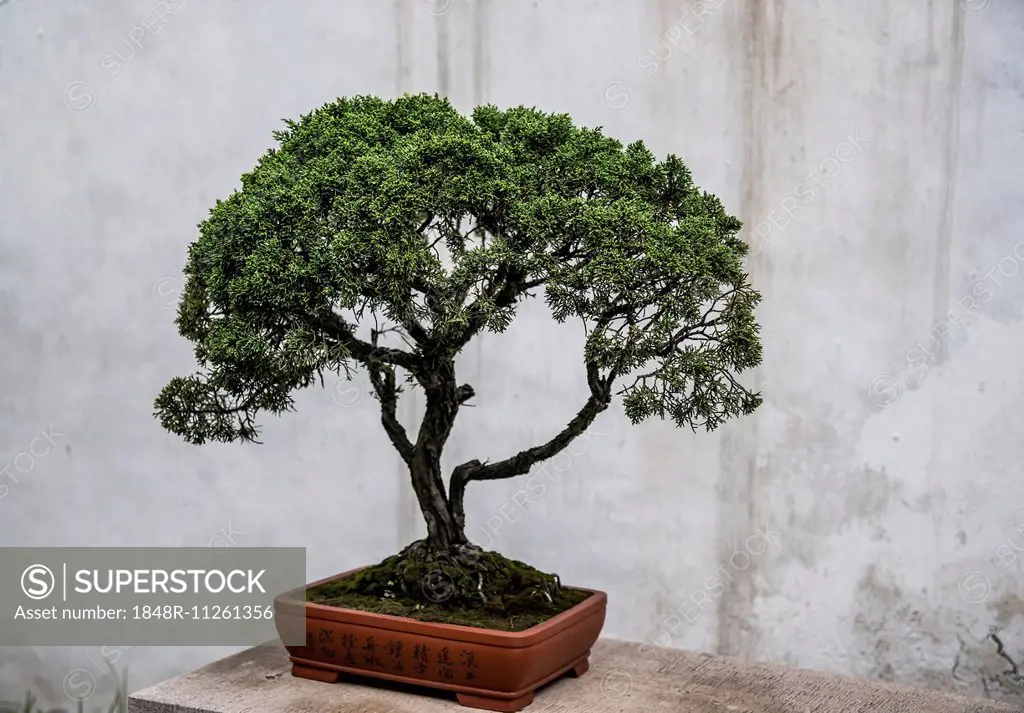 Bonsai tree in front of a concrete wall, China