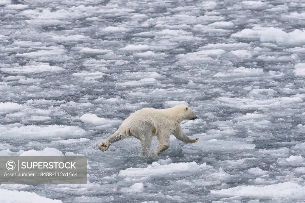 Polar bear (Ursus maritimus) on pack-ice, balancing on ice floes, Spitsbergen, Svalbard Islands, Svalbard and Jan Mayen, Norway