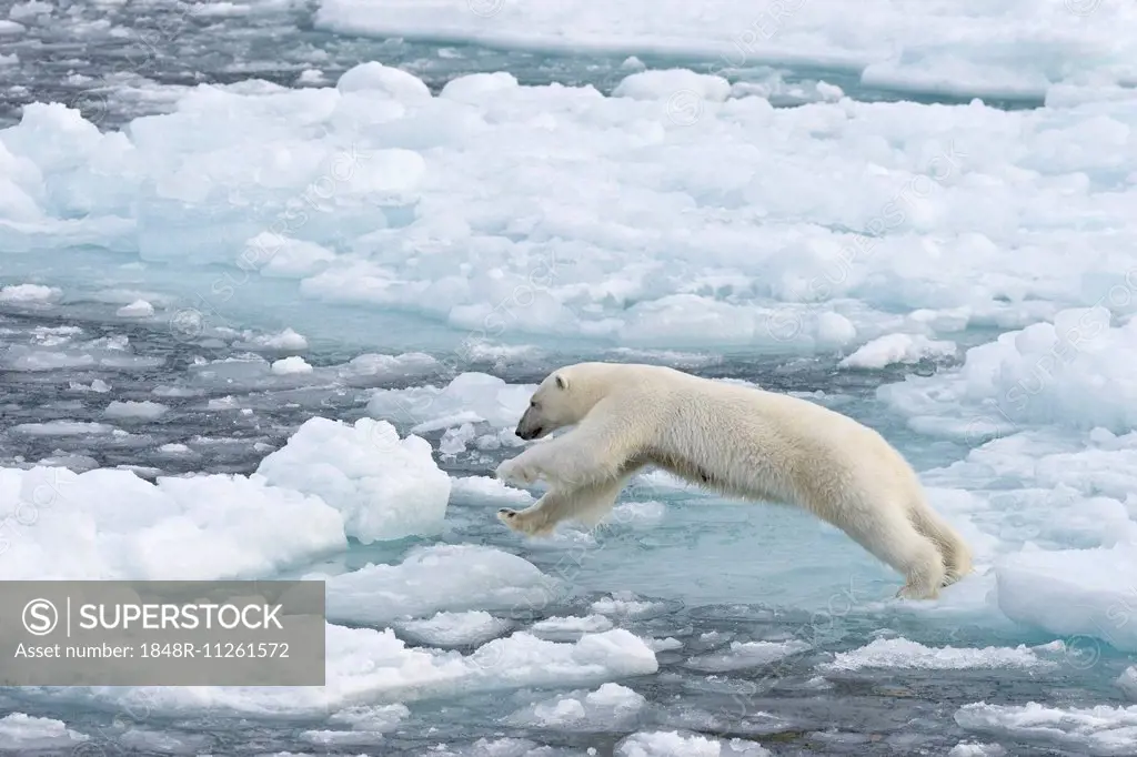 Jumping Polar Bear (Ursus maritimus) on pack-ice, Spitsbergen, Svalbard Islands, Svalbard and Jan Mayen, Norway