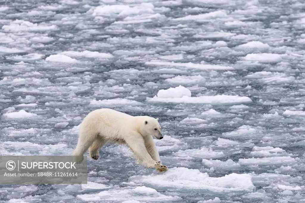 Jumping Polar Bear (Ursus maritimus) on pack-ice, Spitsbergen, Svalbard Islands, Svalbard and Jan Mayen, Norway