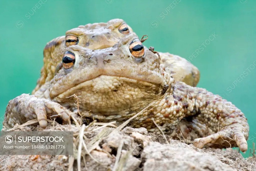 Common Toads (Bufo bufo), pair, North Hesse, Hesse, Germany