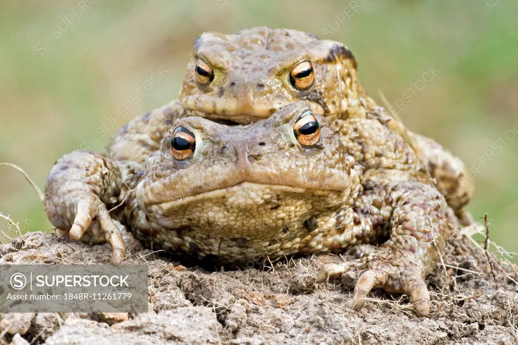 Common Toads (Bufo bufo), pair, North Hesse, Hesse, Germany