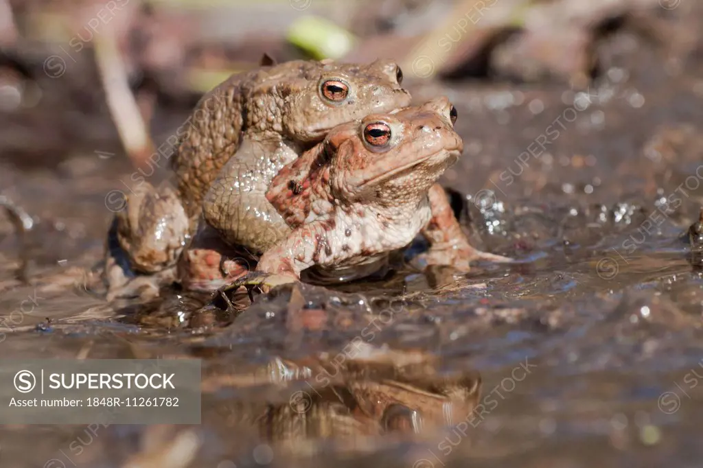 Common Toads (Bufo bufo), pair in a pond, North Hesse, Hesse, Germany