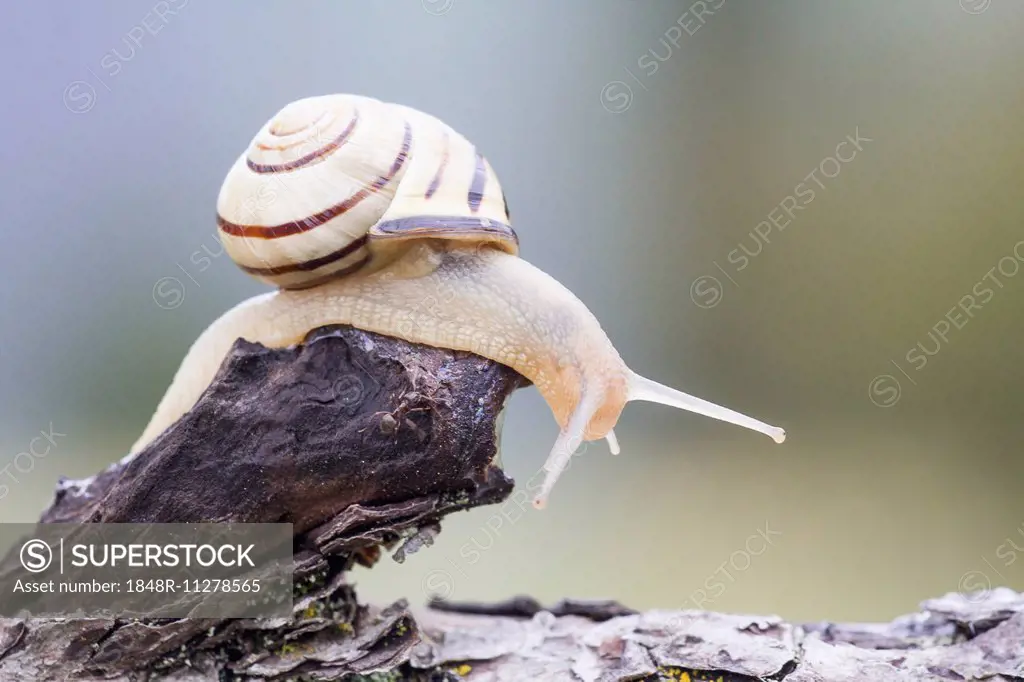 Snail (Helicidae) on dead wood, North Hesse, Hesse, Germany
