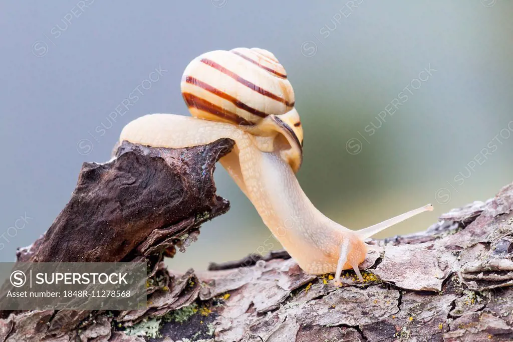 Snail (Helicidae) on dead wood, North Hesse, Hesse, Germany