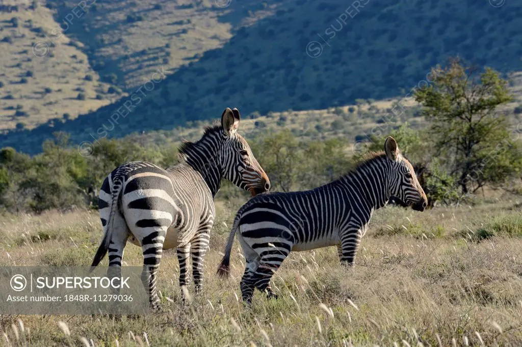 Cape Mountain Zebras (Equus zebra zebra), Mountain Zebra National Park, Eastern Cape, South Africa