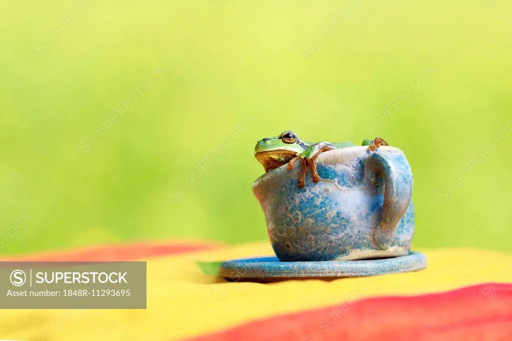European tree frog (Hyla arborea) sitting in a cup
