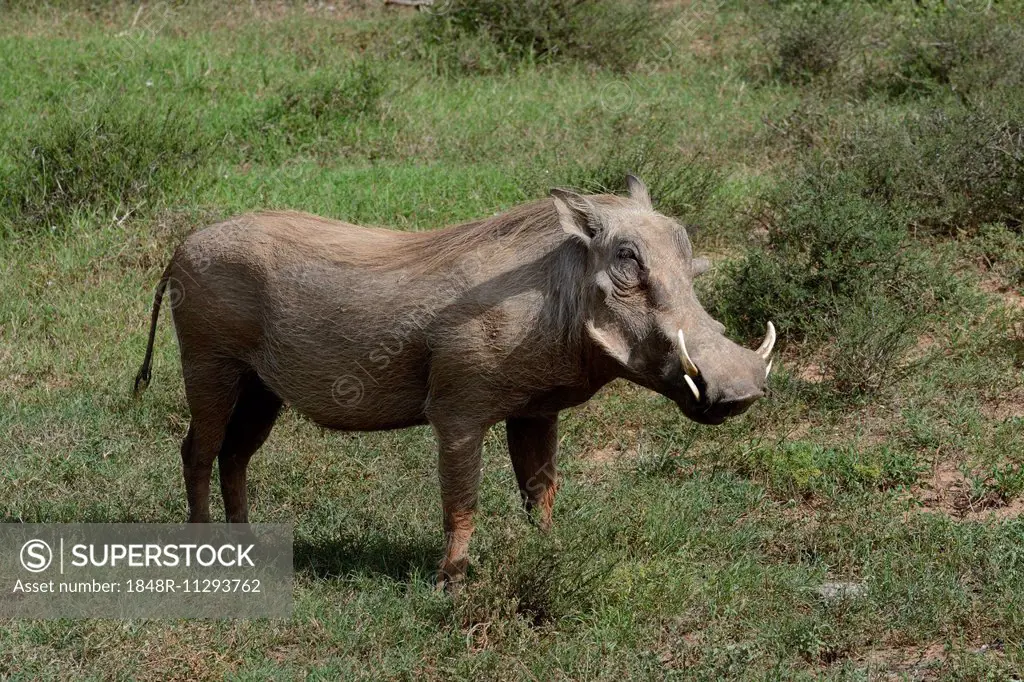 Warthog (Phacochoerus africanus), Addo Elephant National Park, Eastern Cape, South Africa