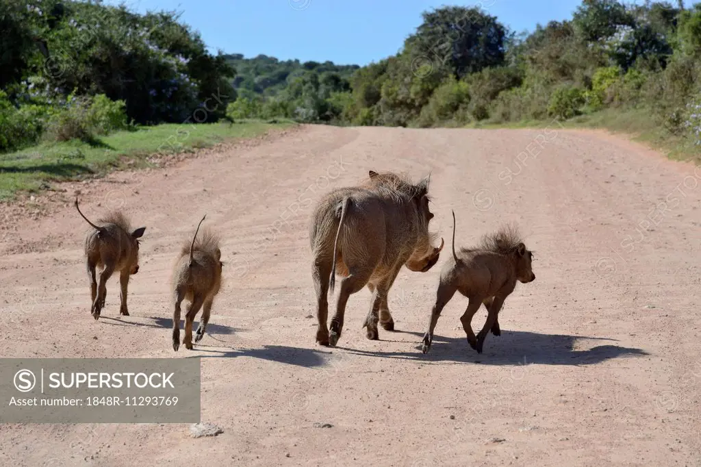 Warthogs (Phacochoerus africanus) on the run, Addo Elephant National Park, Eastern Cape, South Africa