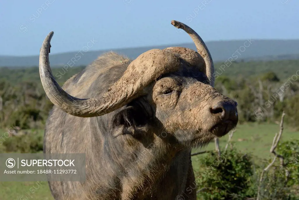 Cape Buffalo (Syncerus caffer), Addo Elephant National Park, Eastern Cape, South Africa