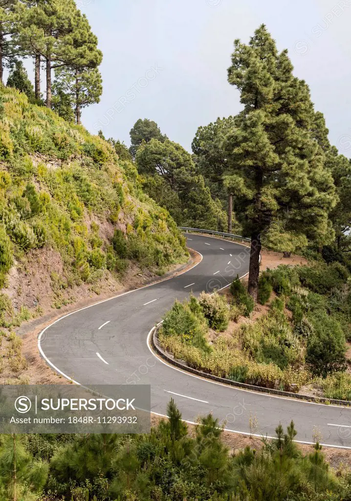 Winding road to Roque de los Muchachos, surrounded by trees, La Palma, Canary Islands, Spain
