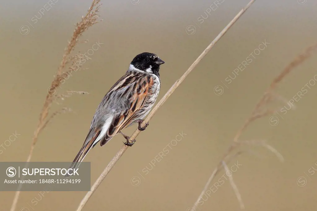 Common Reed Bunting (Emberiza schoeniclus), male perched on reed, Lauwersmeer National Park, Holland, The Netherlands