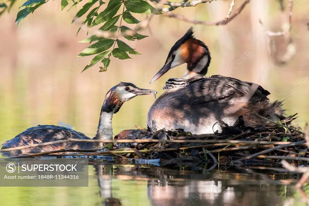 Great Crested Grebe (Podiceps cristatus) feeding, at the nest, North Hesse, Germany