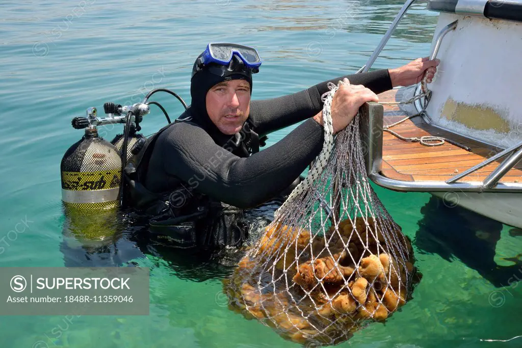 Sponge diver Kristijan Jaram with a net full of sponges of the genus Dalmata fina, Krapanj, Šibenik-Knin, Adriatic, Croatia