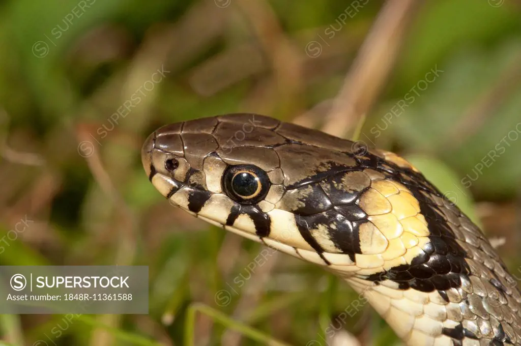 Grass Snake (Natrix natrix), Baden-Württemberg, Germany