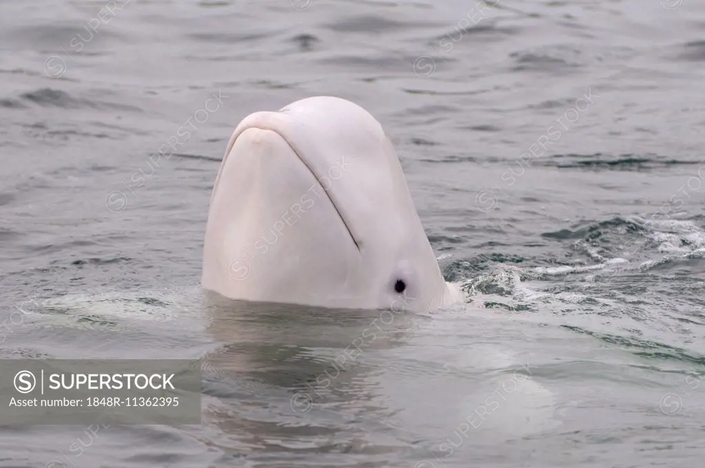 Beluga Whale or White Whale (Delphinapterus leucas), Sea of Japan, Primorsky Krai, Russia