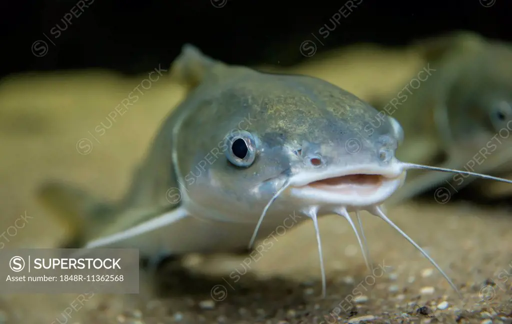 Tete Sea Catfish (Arius seemani)