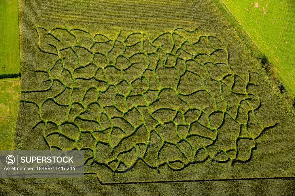 Aerial view, maze in a maize field near Bad Sassendorf, North Rhine-Westphalia, Germany