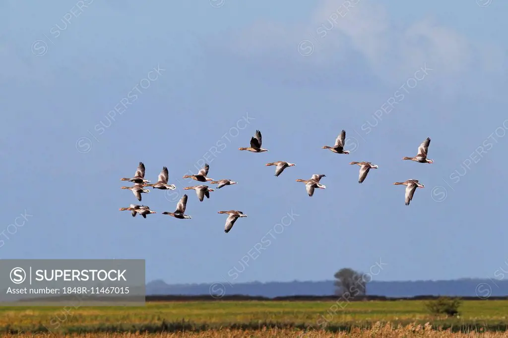 Flying greylag geese (Anser anser), bird migration, fall migration, Mecklenburg-Western Pomerania, Germany