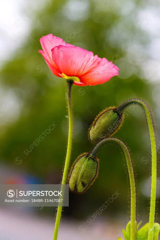 Poppy (Papaveraceae)