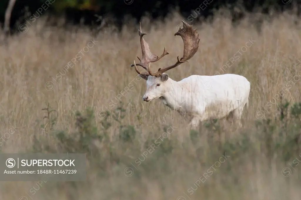 White Fallow Deer (Dama dama), Copenhagen, Denmark