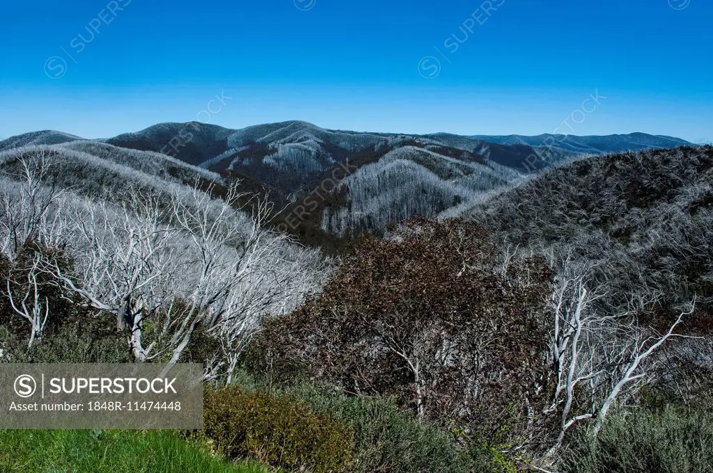 Overlooking the Victorian Alps mountain range, Victoria, Australia