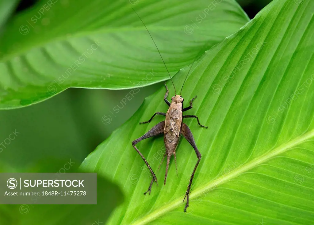 Bug species (Coreidae sp.), Tambopata Nature Reserve, Madre de Dios Region, Peru