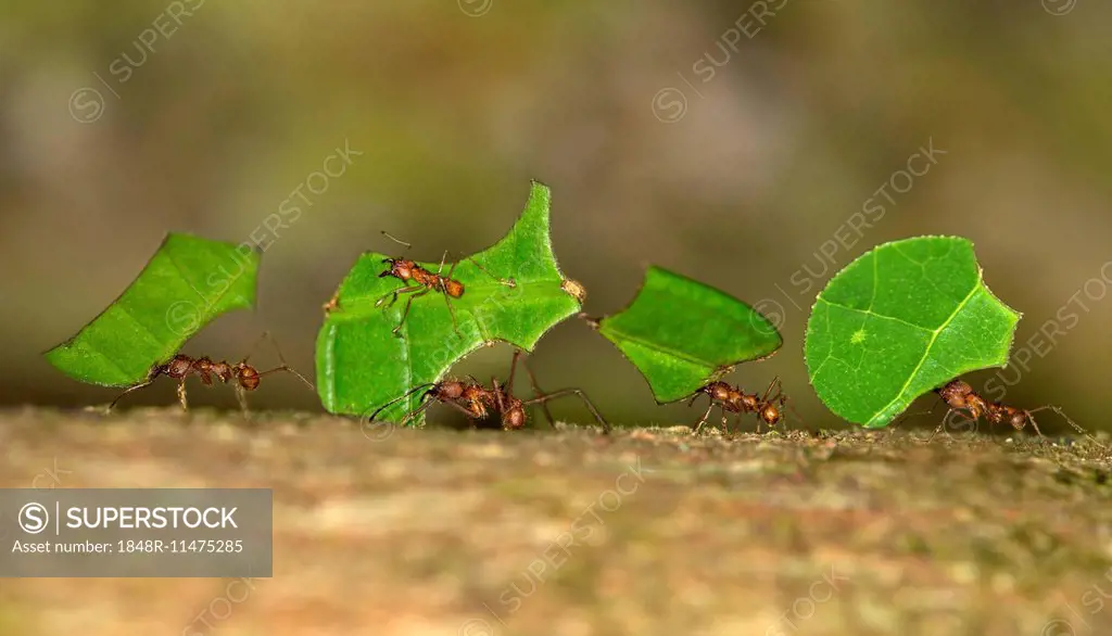 Leafcutter Ants (Atta cephalotes), workers carrying leaf segments to their nest, Tambopata Nature Reserve, Madre de Dios Region, Peru