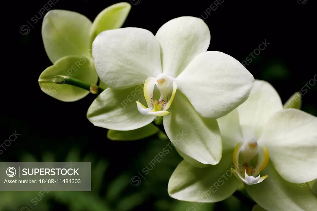 Orchid (Orchidaceae), flower