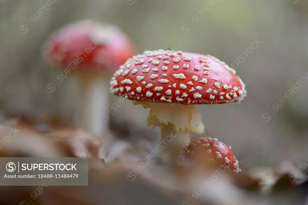 Fly Agaric mushrooms (Amanita muscaria), Emsland, Lower Saxony, Germany