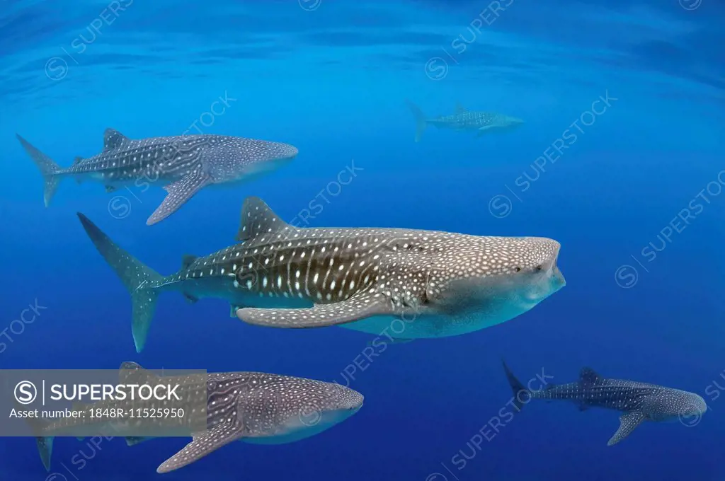 Whale shark (Rhincodon typus), Bohol Sea, Oslob, Cebu, Philippines