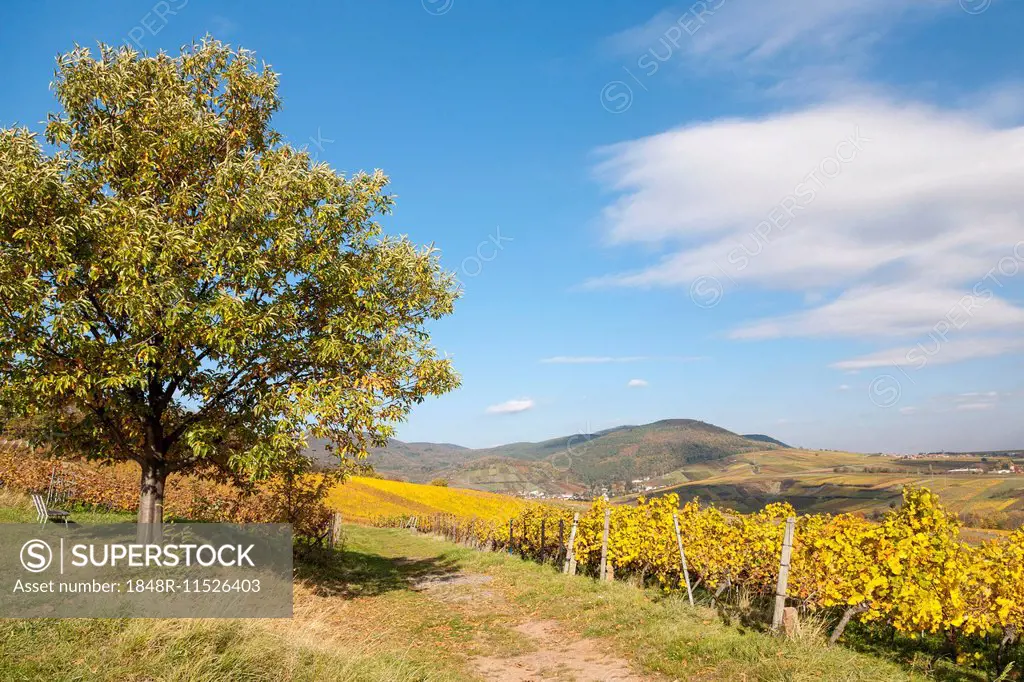 Autumn in the vineyards of the German Wine Route, Southern Palatinate, Palatinate, Rhineland-Palatinate, Germany