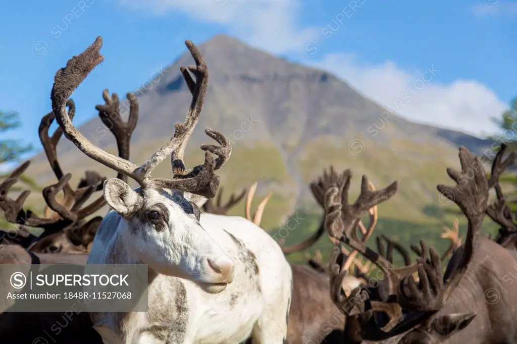 Kamchatka reindeer (Rangifer tarandus phylarchus), Kamchatka, Russia