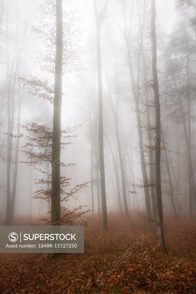Fog in late autumn beech forest (Fagus), Salzburg, Austria