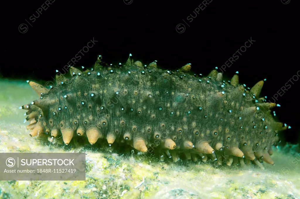 Japanese Spiky Sea Cucumber or Japanese Sea Cucumber (Apostichopus japonicus), Sea of Japan, Primorsky Krai, Russia