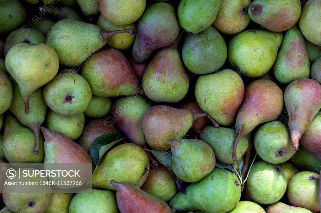 Pears (Pyrus)
