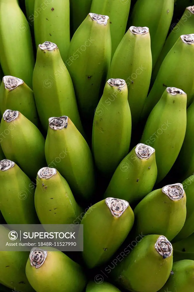 Bananas (Musa), La Palma, Canary Islands, Spain