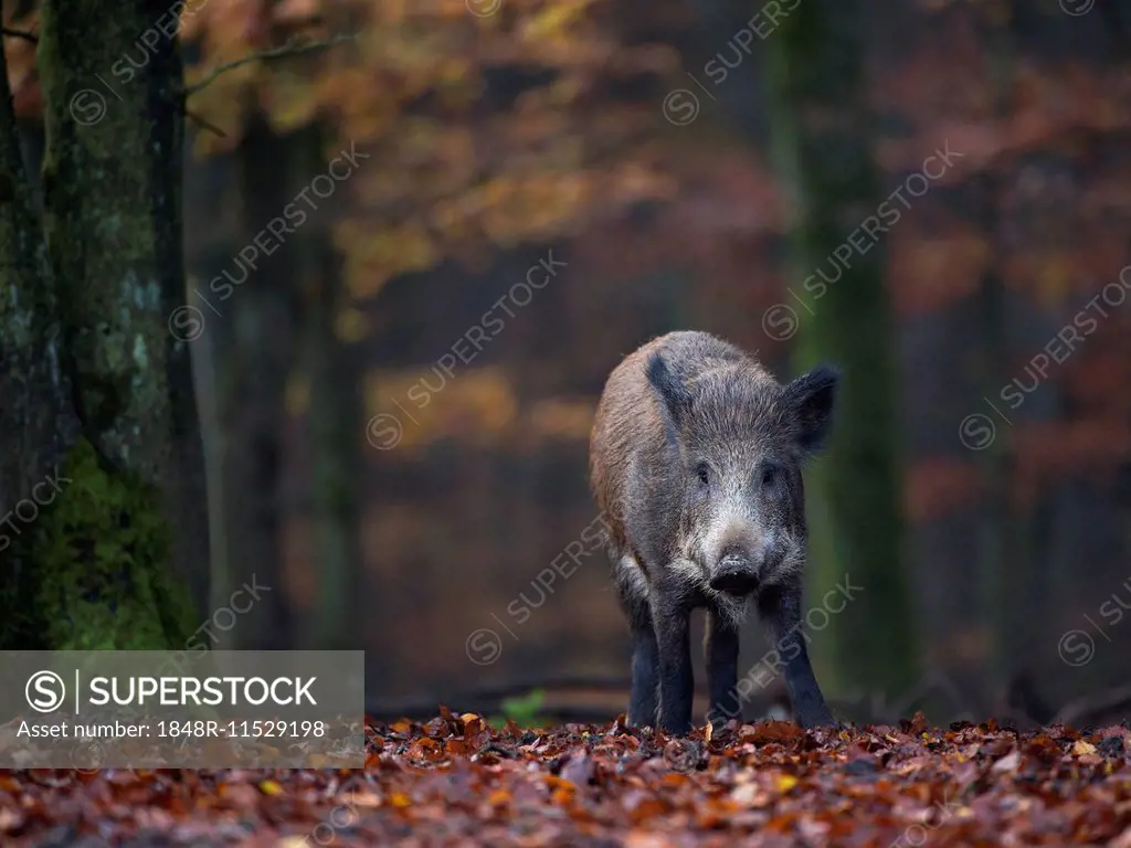 Wild Boar (Sus scrofa), Daun, Rhineland-Palatinate, Germany