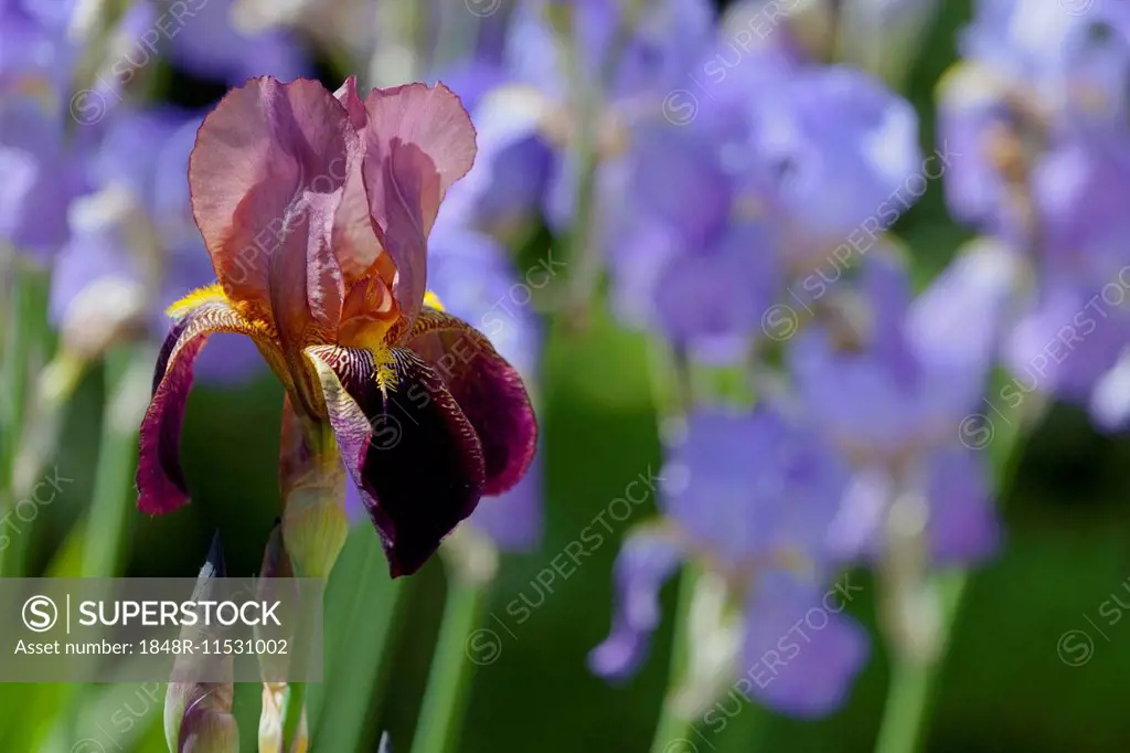 Bearded Iris, Iris barbata hybrid (Iris)
