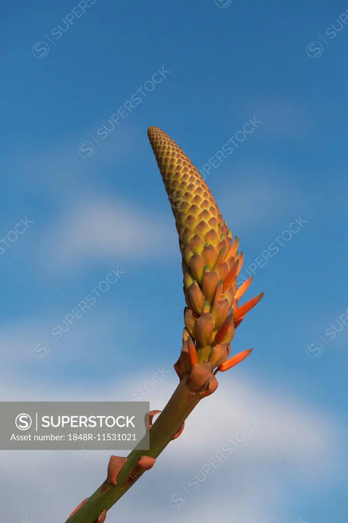 Aloe Vera (Aloe vera), inflorescence, Portugal