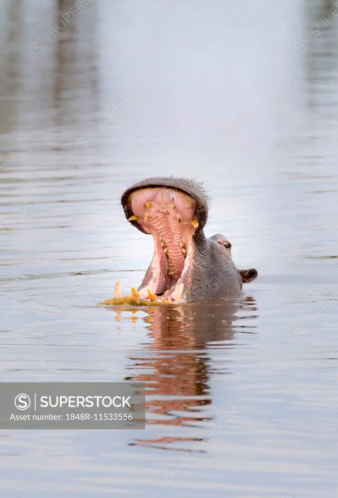 Hippopotamus (Hippopotamus amphibius) in a water hole opening its mouth, Okavango Delta, Botswana