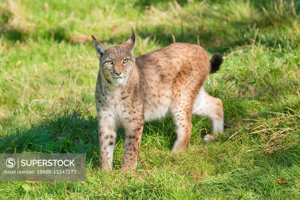 Eurasian Lynx (Lynx lynx), captive, Lower Saxony, Germany