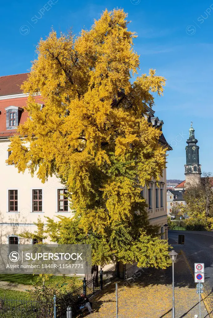 Ginkgo tree in autumn colors, planted by Goethe, Weimar, Thuringia, Germany
