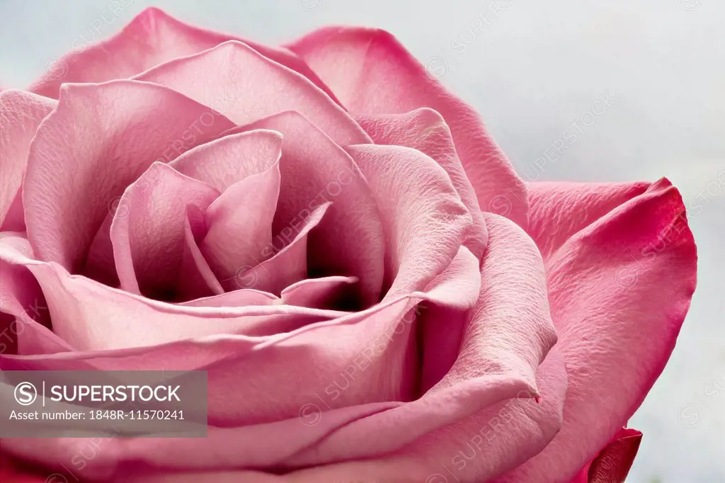 Pink rose, macro