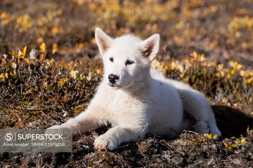 Greenland Dog or Greenland Husky, puppy, Greenland