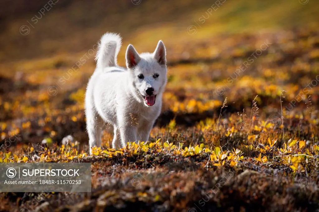 Greenland Dog or Greenland Husky, puppy, Greenland
